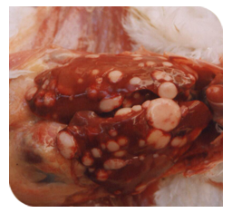  Lymphoid tumours in internal organs